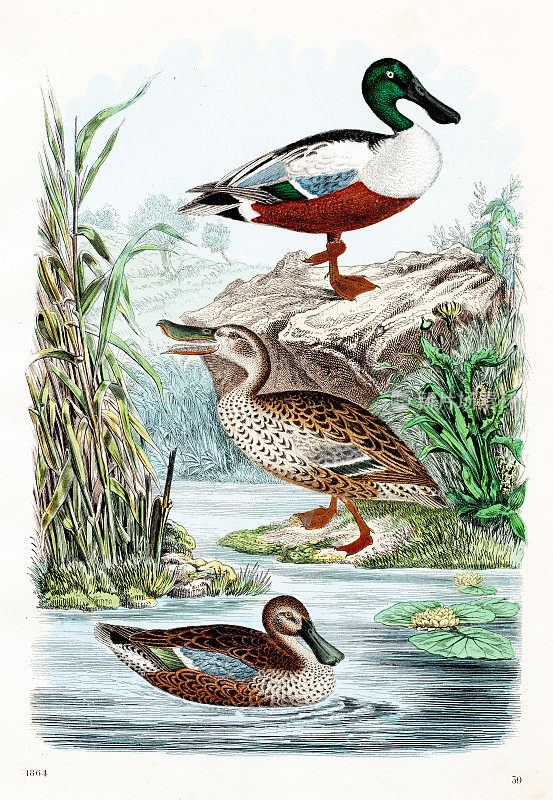 鸭子:北方铲鸭，蓝翅鸭-罕见的盘子“世界之书- 1864”由卡尔・霍夫曼